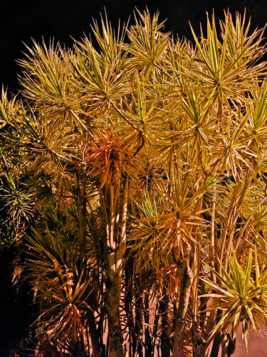 Photo of the Day: The money tree